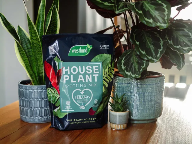 Westland Houseplant Potting Mix 4 litre - Image 2